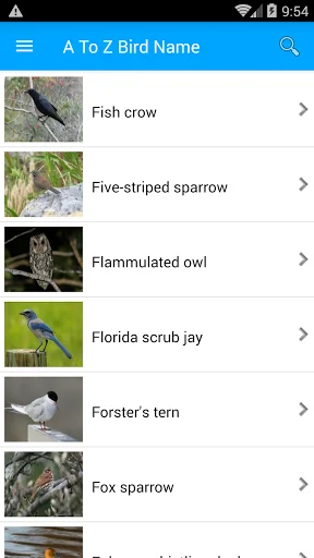 Bird Name And Sound