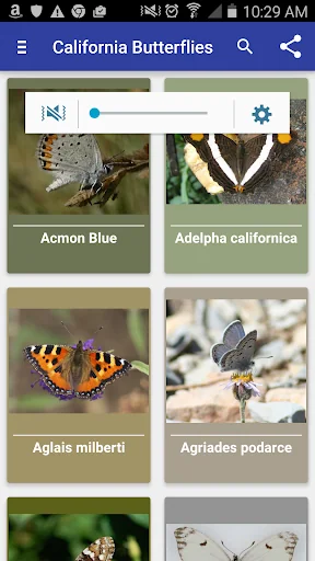 California Butterflies