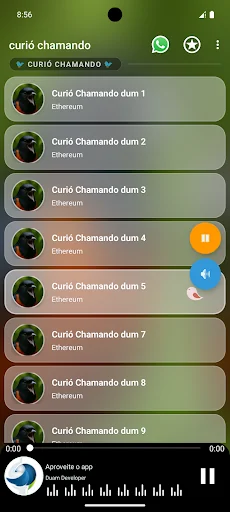 Curió chamando