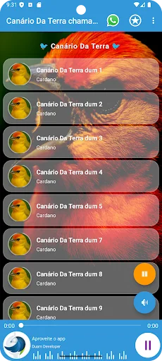 Canário Da Terra Chamando