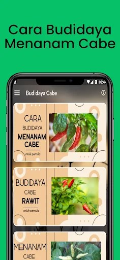 Cara Budidaya Menanam Cabe