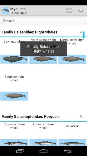 Dolphins & Whales Sightings