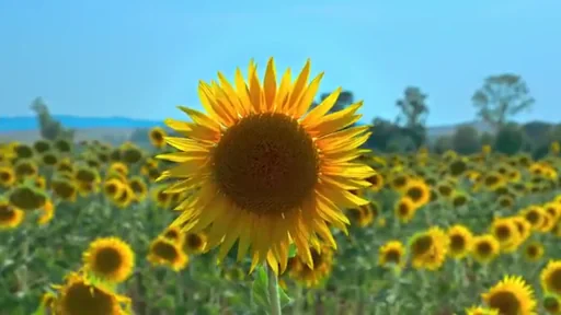 Video Ads