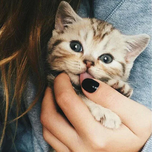 Cute Kittens