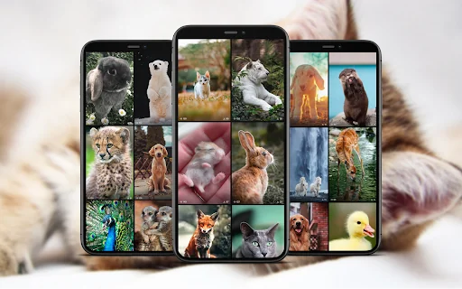 Cute Animal Wallpapers