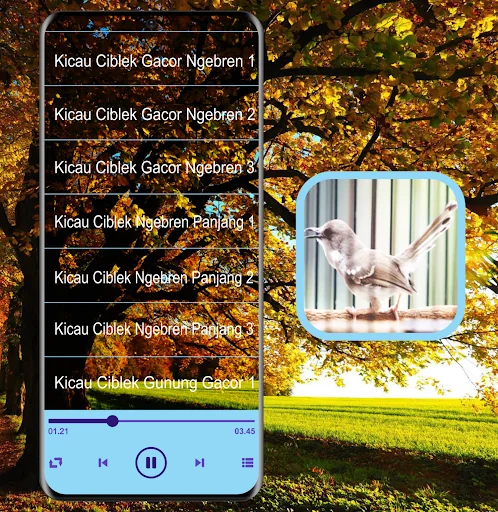 Masteran Kicau Ciblek Mp3