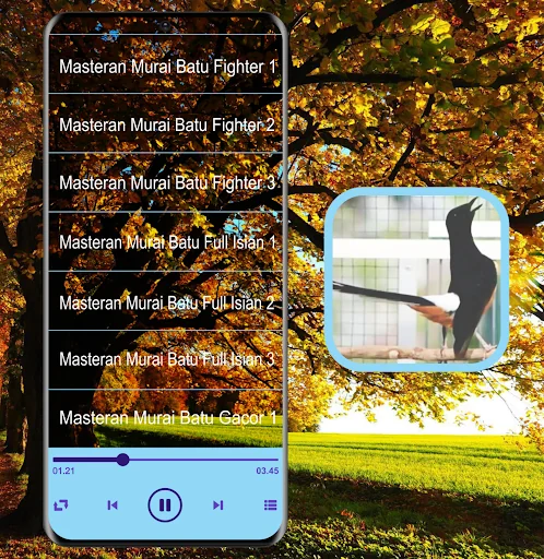 Masteran Kicau Murai Batu Mp3