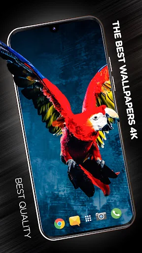 Birds Wallpapers in 4K screenshot 1