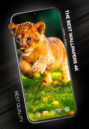 Cute animals Wallpapers screenshot 1