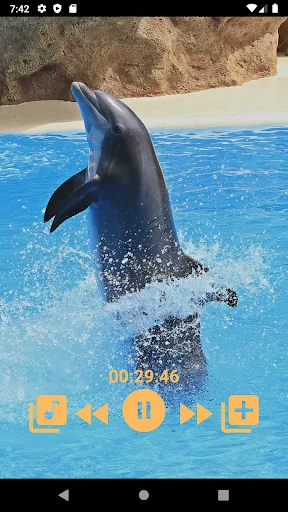 Dolphins - Sound to relax