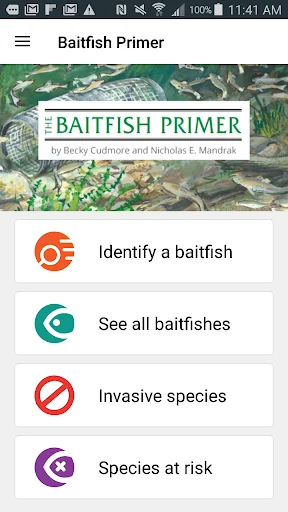 Baitfish Primer
