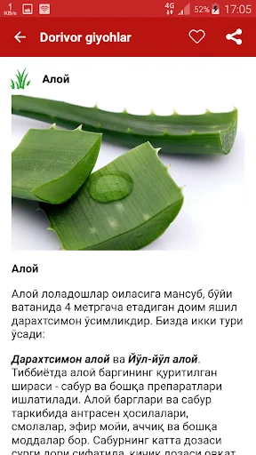 Dorivor giyohlar