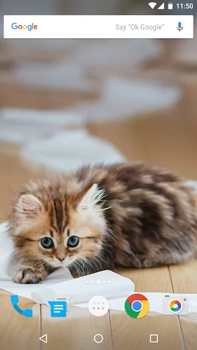 Cats Wallpapers