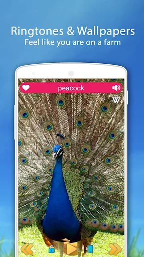 Farm Animal Sounds screenshot 4