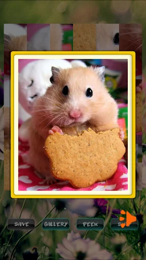 Hamster Pet Puzzles screenshot 2