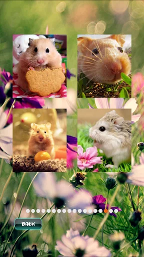 Hamster Pet Puzzles screenshot 4