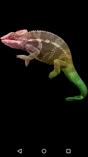 Chameleon