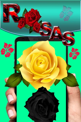 Rosas bonitas para dedicar