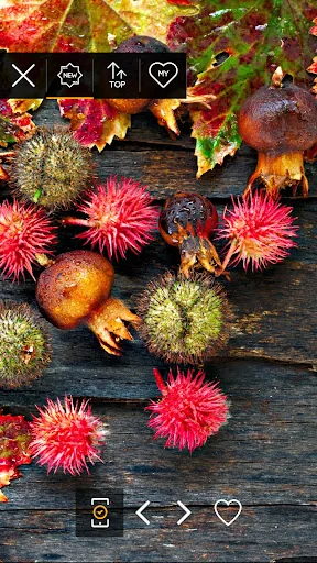Autumn wallpapers screenshot 3