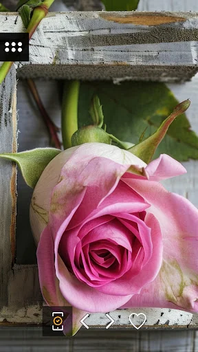 Wallpapers with flowers in 4K