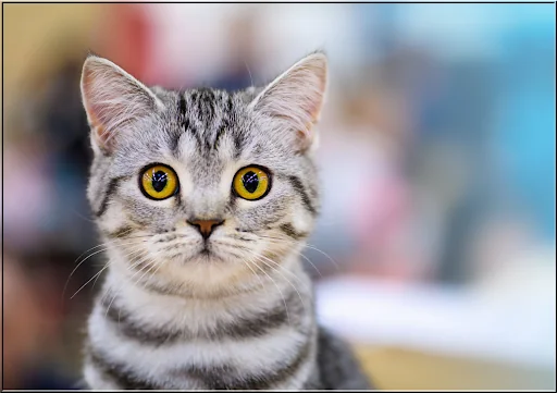 Cats Jigsaw Puzzles Collection