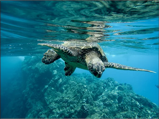 Jigsaw Puzzles Sea