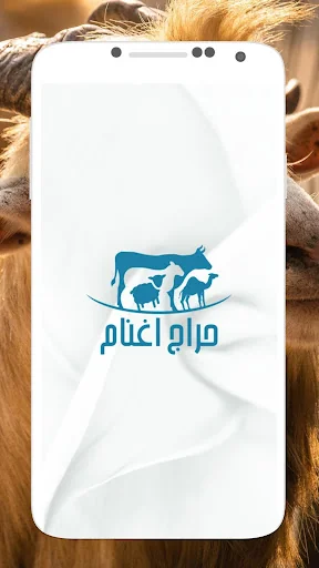 حراج أغنام