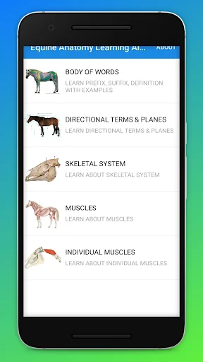 Equine Anatomy Learning Aid (E