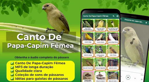 Canto De Papa-Capim Fêmea