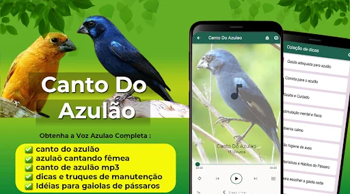 Canto Do Azulao Completo
