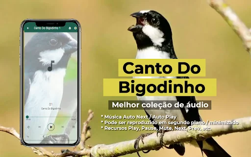 Canto Do Bigodinho