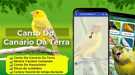 Canto Do Canário Da Terra