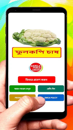 ফুলকপি চাষের সঠিক পদ্ধতি