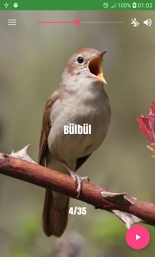 Bird Sounds