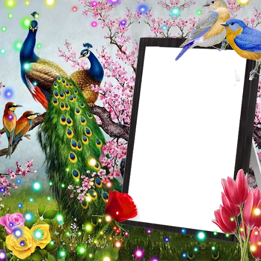 Love Birds Insta DP : Bird DP 