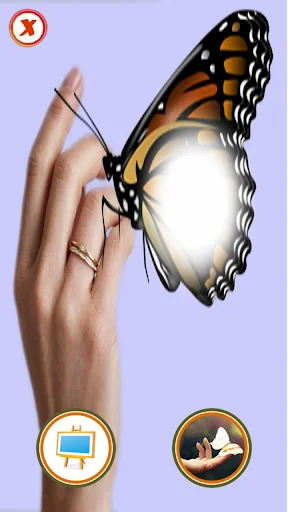 Butterfly Photo Frame Collage