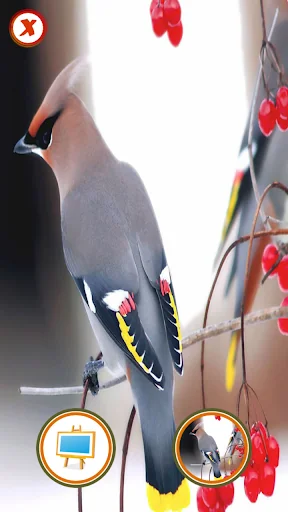 Colourful Birds Photo Frame