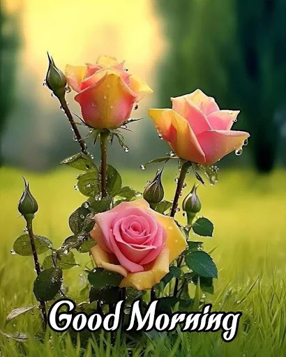 Good Morning Wishes Images