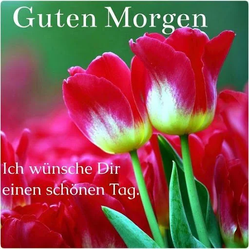 Guten Morgen,Abend Gute Nacht