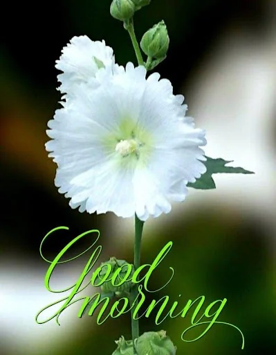 Good Morning romantique Images