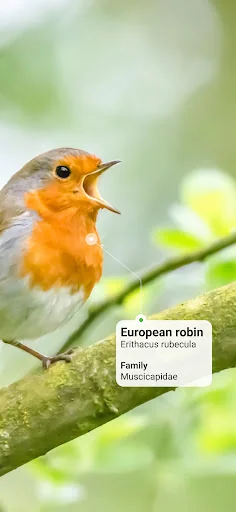 Picture Bird - Bird Identifier screenshot 2