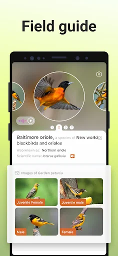Picture Bird - Bird Identifier screenshot 4