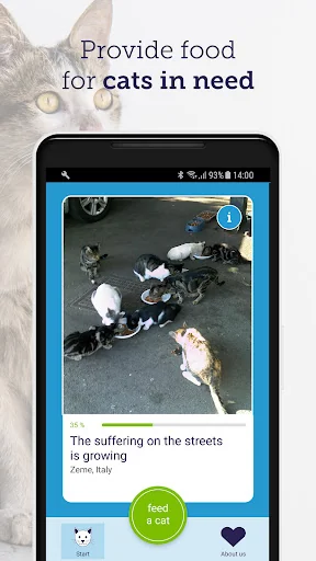 feed a cat: animal welfare