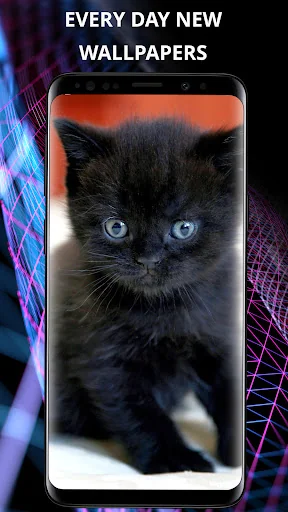 Cats wallpapers for phone