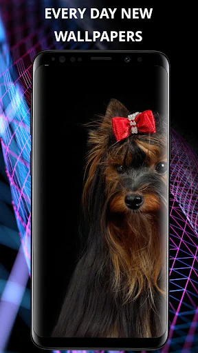 Dogs wallpapers for phone