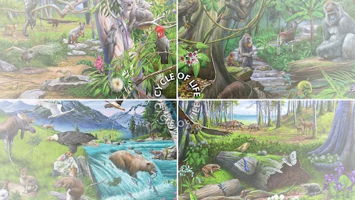 Cycle of Life