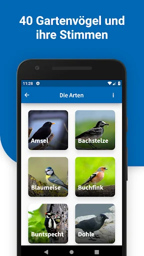 40 Gartenvögel & ihre Stimmen