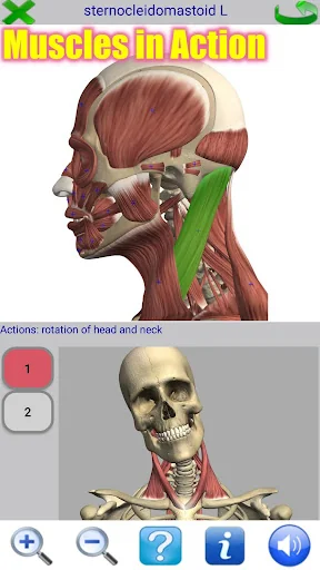 Visual Anatomy
