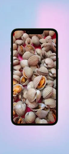 Kerang WalL