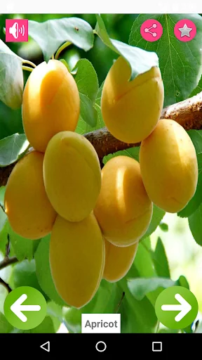 Fruits Name with Pictures